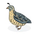 Bird quail. Quail. Cartoon style.