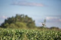 Bird on ragweed plant Royalty Free Stock Photo
