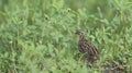 Bird, Rain Quail Cotumix coromandelica