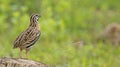 Bird, Rain Quail Cotumix coromandelica