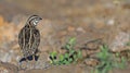 Bird, Rain Quail Cotumix coromandelica