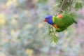 Bird Rainbow Lorikeet& hanging from branch with subtle pastel background Royalty Free Stock Photo