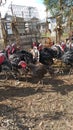 Bird raised in domestic yards turkeys on the farm!