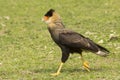 Bird Rapacious Cacaraca Crested Royalty Free Stock Photo