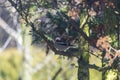 Hawfinch, pygmy eater, Eurasian hawkweed - a species of small bird of the Psoriasis family, the only representative of the monoty