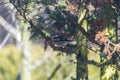 Hawfinch, pygmy eater, Eurasian hawkweed - a species of small bird of the Psoriasis family, the only representative of the monoty