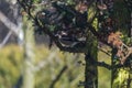 Hawfinch, pygmy eater, Eurasian hawkweed - a species of small bird of the Psoriasis family, the only representative of the monoty