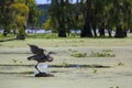 Bird Ready for Take Off in Louisiana Swamp