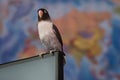 The bird is ready to travel, against the background of a world map, sitting on a nootbook.