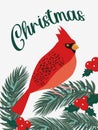 A red cardinal on a Christmas tree. The red-crested bird is the symbol of seven US states. Royalty Free Stock Photo