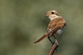 Bird - Red-backed Shrike Lanius collurio Royalty Free Stock Photo