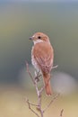 Bird - Red-backed Shrike Lanius collurio Royalty Free Stock Photo