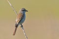 Bird - Red-backed Shrike Lanius collurio Royalty Free Stock Photo