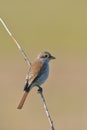 Bird - Red-backed Shrike Lanius collurio Royalty Free Stock Photo