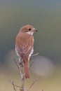 Bird - Red-backed Shrike Lanius collurio Royalty Free Stock Photo