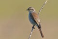 Bird - Red-backed Shrike Lanius collurio Royalty Free Stock Photo