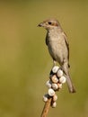 Bird - Red-backed Shrike Lanius collurio Royalty Free Stock Photo