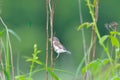 Bird - Red-backed Shrike Lanius collurio Royalty Free Stock Photo