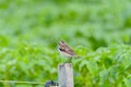 Bird - Red-backed Shrike Lanius collurio Royalty Free Stock Photo