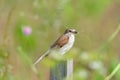 Bird - Red-backed Shrike Lanius collurio Royalty Free Stock Photo