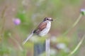 Bird - Red-backed Shrike Lanius collurio Royalty Free Stock Photo