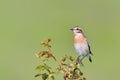 Bird - Red-backed Shrike Lanius collurio Royalty Free Stock Photo