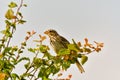 Bird - Red-backed Shrike Lanius collurio Royalty Free Stock Photo