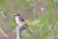 Bird - Red-backed Shrike Lanius collurio Royalty Free Stock Photo