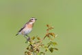 Bird - Red-backed Shrike Lanius collurio Royalty Free Stock Photo