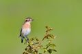 Bird - Red-backed Shrike Lanius collurio Royalty Free Stock Photo