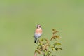 Bird - Red-backed Shrike Lanius collurio Royalty Free Stock Photo