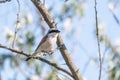 Bird Red-backed Shrike,Lanius collurio. In the wild Royalty Free Stock Photo