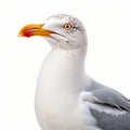 Close-up Of Bird With Beak: A Stunning Uhd Image In White And Gray