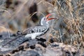 Bird red-billed hornbill, Namibia, Africa wildlife Royalty Free Stock Photo