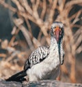 Bird red-billed hornbill, Namibia, Africa wildlife Royalty Free Stock Photo