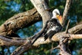 Bird red-billed hornbill on the tree branch Royalty Free Stock Photo