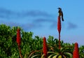 Bird on red cactus flower Royalty Free Stock Photo