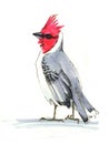 Bird red cardinal -Paroaria coronata