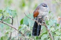 Bird with red eyes, orange black and white feathers and long black tail