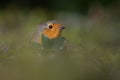 a bird with red feathers standing on the grass looking around