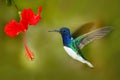 Bird with red flower. Hummingbird White-necked Jacobin, fflying next to beautiful red hibiscus flower with green forest background