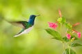 Bird with red flower. Hummingbird White-necked Jacobin, flying next to beautiful red flower with green forest background, Tandayap