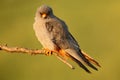 Bird Red-footed Falcon, Falco vespertinus, sitting on branch with clear green background, Bulgaria