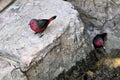 Bird, red & grey Finch