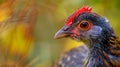 A bird with a red head and black beak