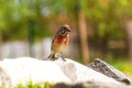 Bird with red neck flew to water for drink