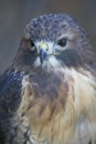 Bird - Red Tailed Hawk Royalty Free Stock Photo