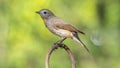 Bird (Red-throated Flycatcher) on a tree