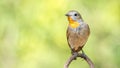 Bird (Red-throated Flycatcher) on a tree