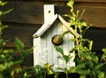 A redstart in its nesting box Royalty Free Stock Photo